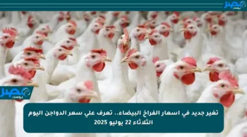 تغير جديد في أسعار الفراخ البيضاء.. تعرف على سعر الدواجن اليوم الثلاثاء 22 يوليو 2025